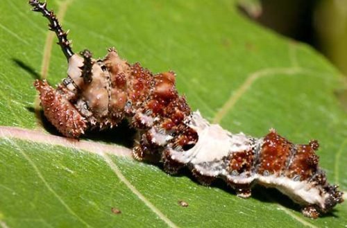 20 Types of Arizona Caterpillars (With Pictures)