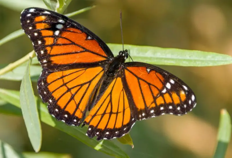 Butterflies in New York State