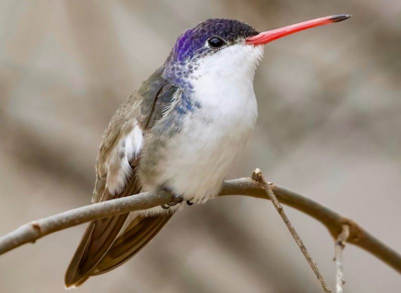 violet-crowned-hummingbird-800x585-1-1 Hummingbirds in Arizona