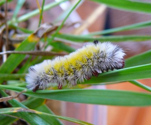 20 Types of White Caterpillars (With Pictures)