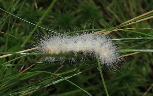 20 Types of White Caterpillars (With Pictures)