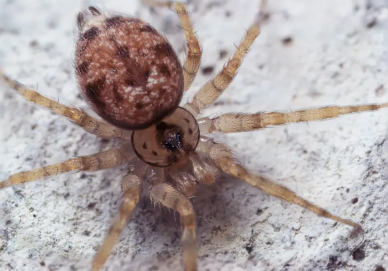 wall-spider-800x560-1 Brown Spiders in Texas