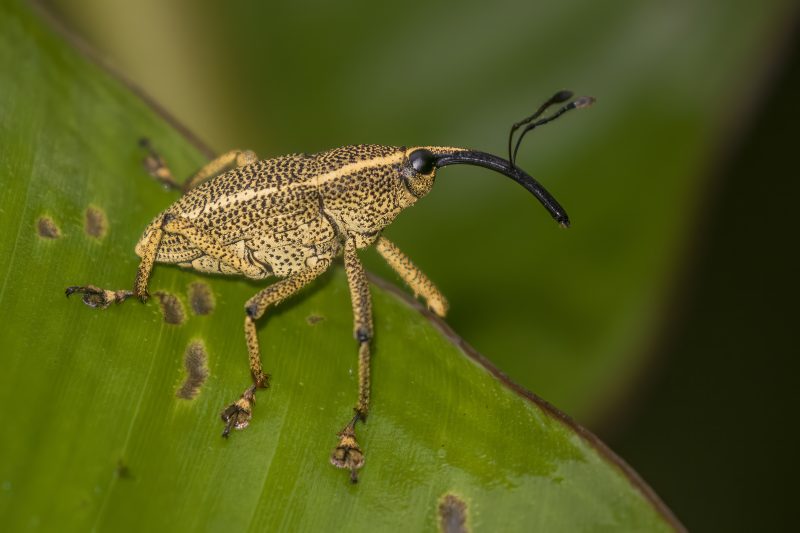 Types of Beetle Insects