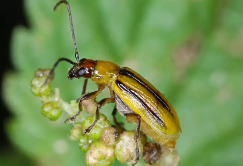 Yellow Beetles with Black Spots
