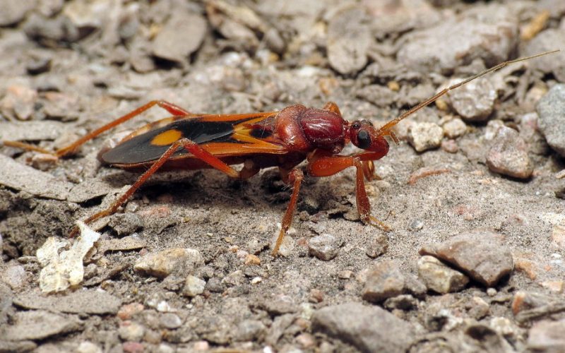 Black and Orange Bugs