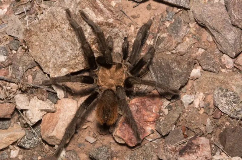 Spiders in California