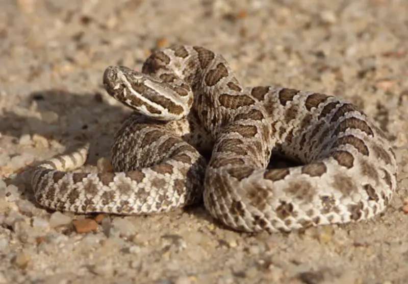 western-massasauga-800x556-1-2 Types of Snakes in Oklahoma