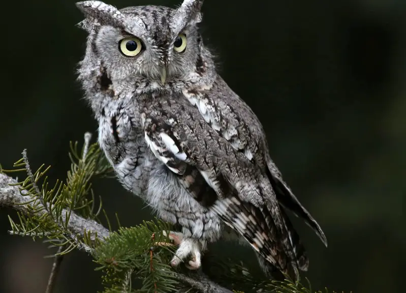 western-screech-owl-1 Types of Owls in Colorado