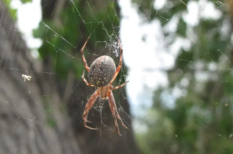 western-spotted-orbweaver-800x529-1-2 Spiders in Arkansas