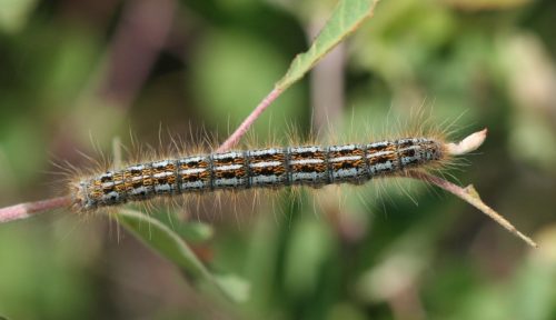 20 Types of Arizona Caterpillars (With Pictures)