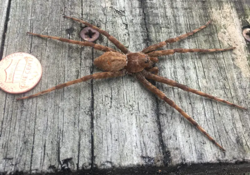 white-banded-fishing-spider-800x559-1 Brown Spiders in Texas