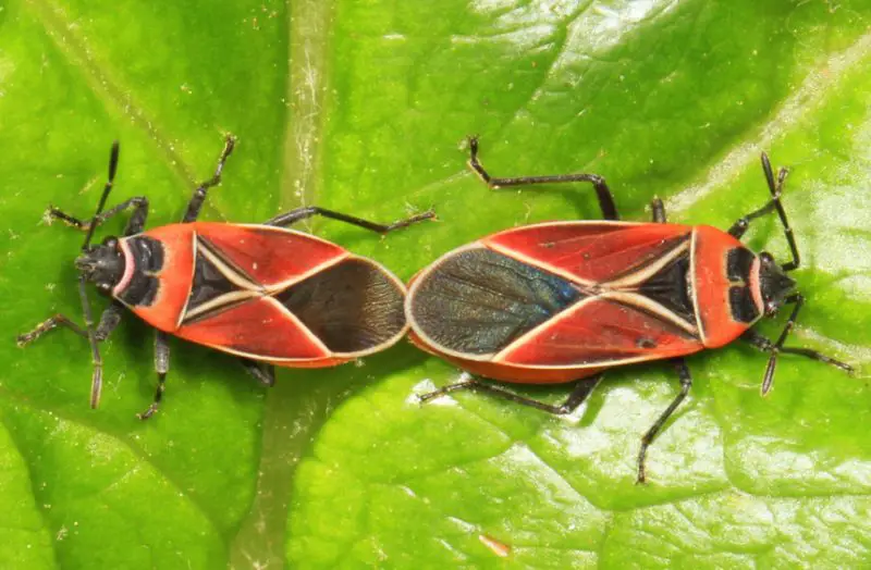 Black and Orange Bugs