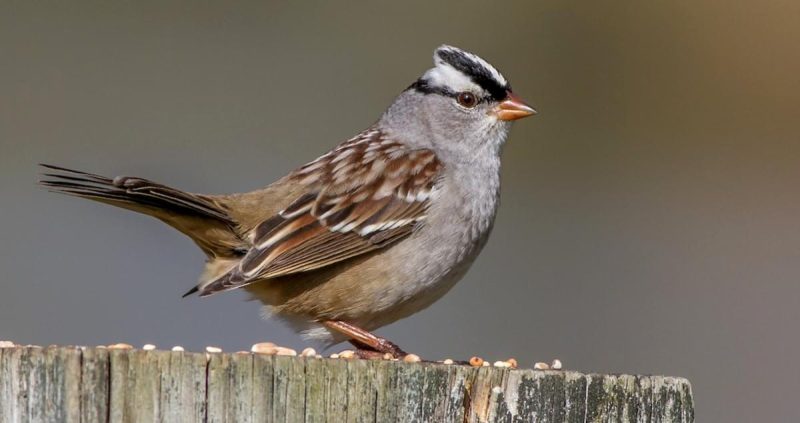 Backyard Birds in Indiana