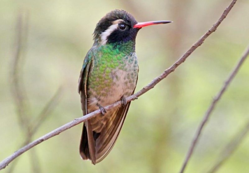 white-eared-hummingbird-800x556-1-1 Hummingbirds in Arizona