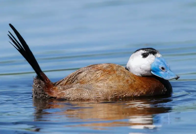 white-headed-duck-800x549-1 Black and White Duck Breeds