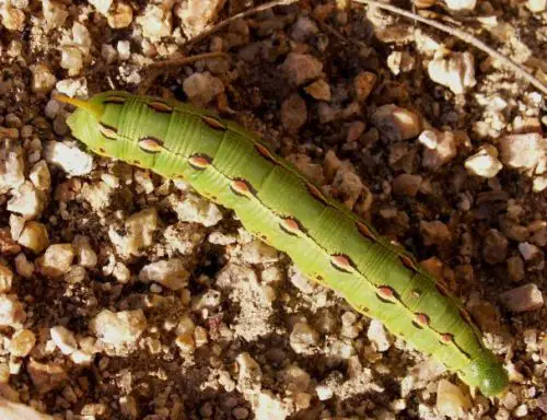 20 Types of Arizona Caterpillars (With Pictures)