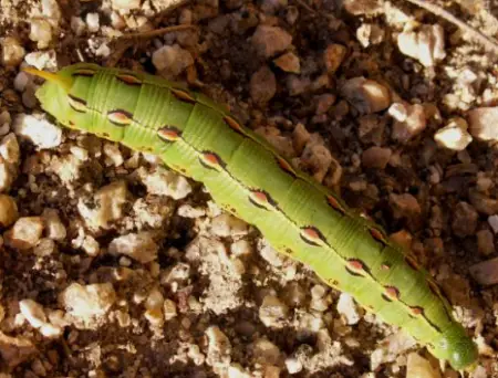 White-Lined Sphinx Moth Caterpillar