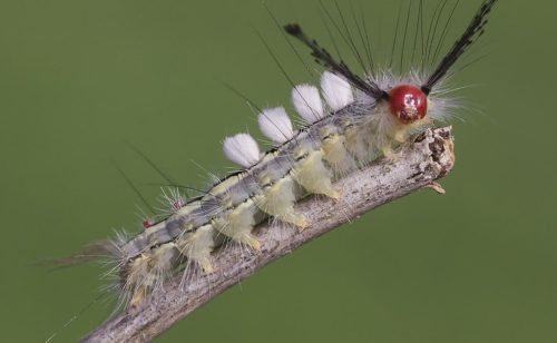 20 Types of White Caterpillars (With Pictures)
