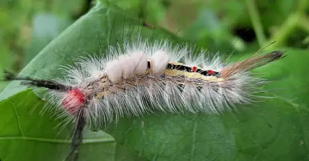 White-Marked Tussock Moth Caterpillar