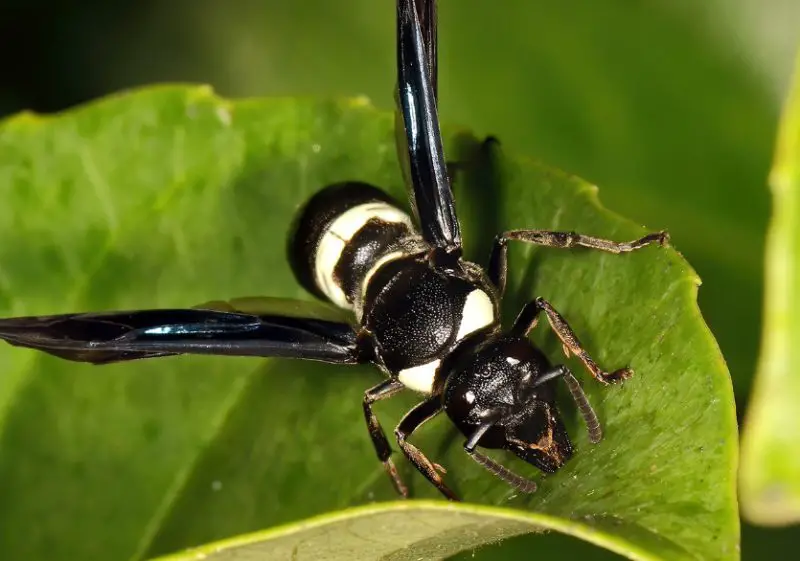 white-trimmed-black-wasp-800x561-1 black with white striped wasp