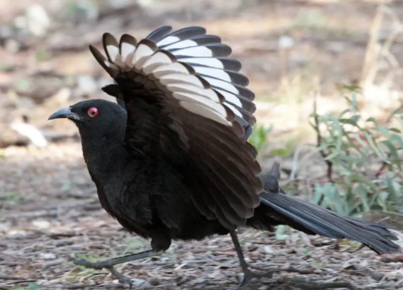 Black Birds with White Stripes on Wings