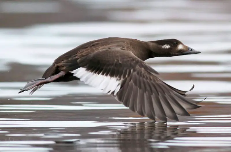 Black Birds with White Stripes on Wings