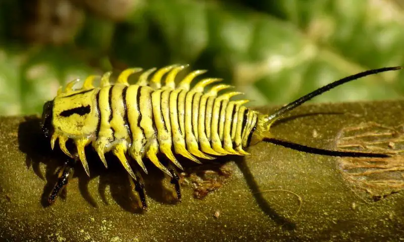 Yellow Beetles with Black Spots