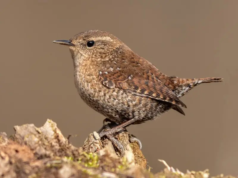 Wrens in Georgia