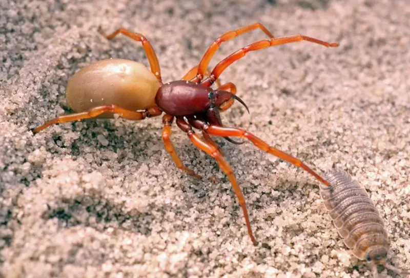 Spiders in Wisconsin