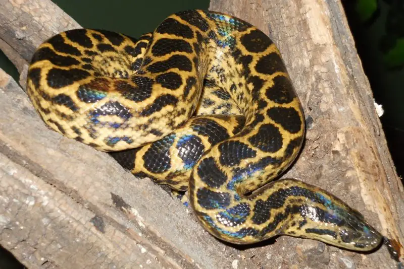yellow-anaconda-800x534-1 Animals That Start With Y