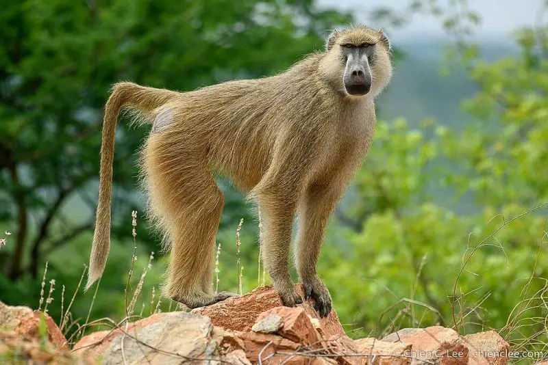 yellow-baboon-800x534-1 Animals That Start With Y
