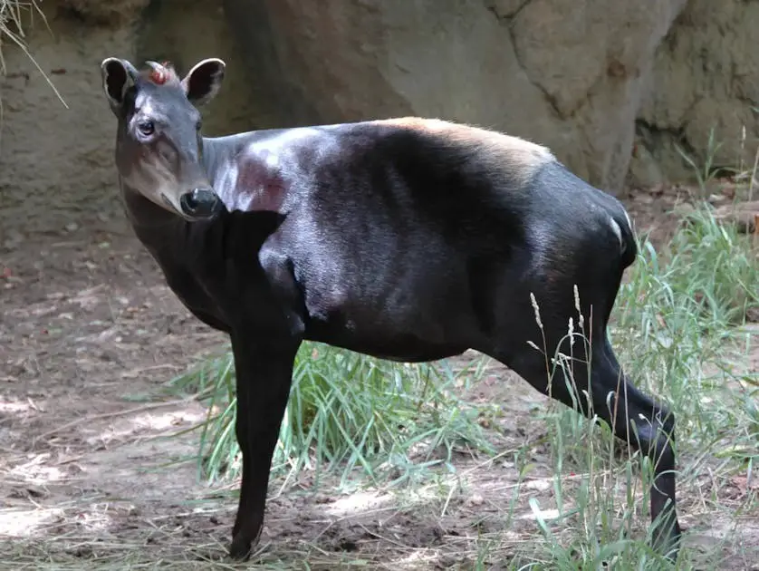 yellow-backed-duiker Animals That Start With Y