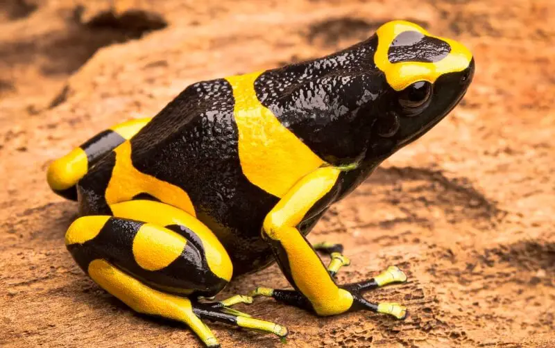yellow-banded-poison-dart-frog Animals That Start With Y