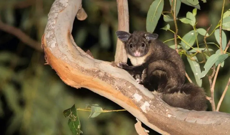 yellow-bellied-glider-800x470-1 Animals That Start With Y