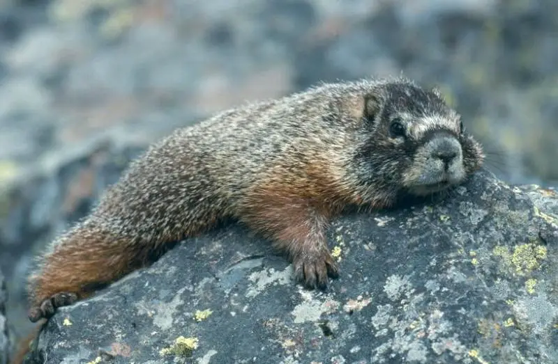 yellow-bellied-marmot-1 Animals That Start With Y