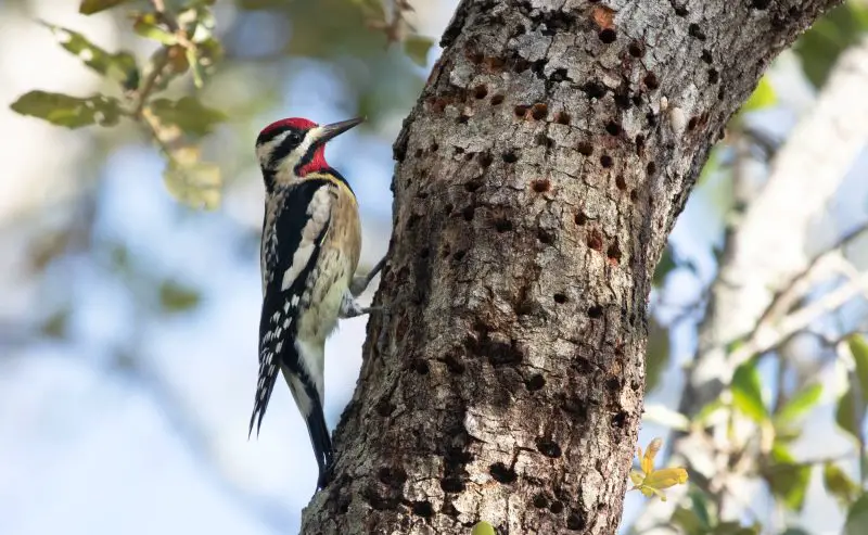 yellow-bellied-sapsucker-800x493-1 Animals That Start With Y