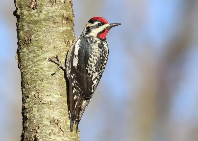 Woodpeckers in West Virginia