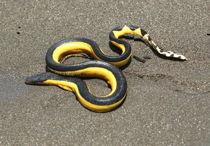 yellow-bellied-sea-snake-800x557-1 Animals That Start With Y