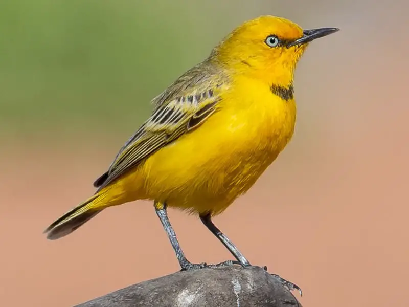 yellow-chat Animals That Start With Y