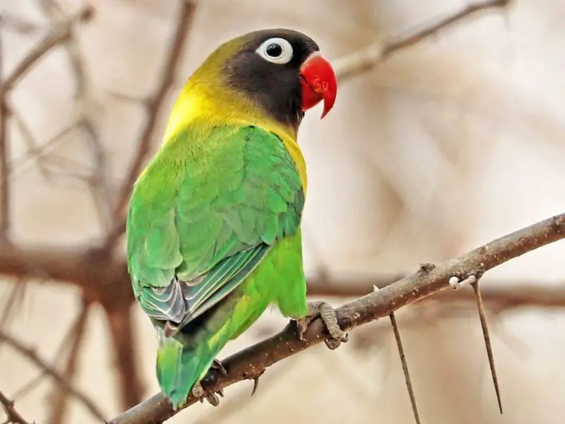 yellow-collared-lovebird-800x600-1 Animals That Start With Y
