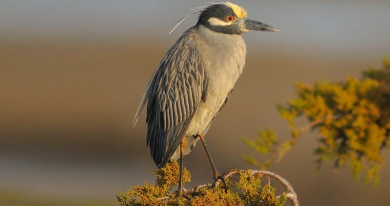 yellow-crowned-night-heron-800x423-1 Animals That Start With Y