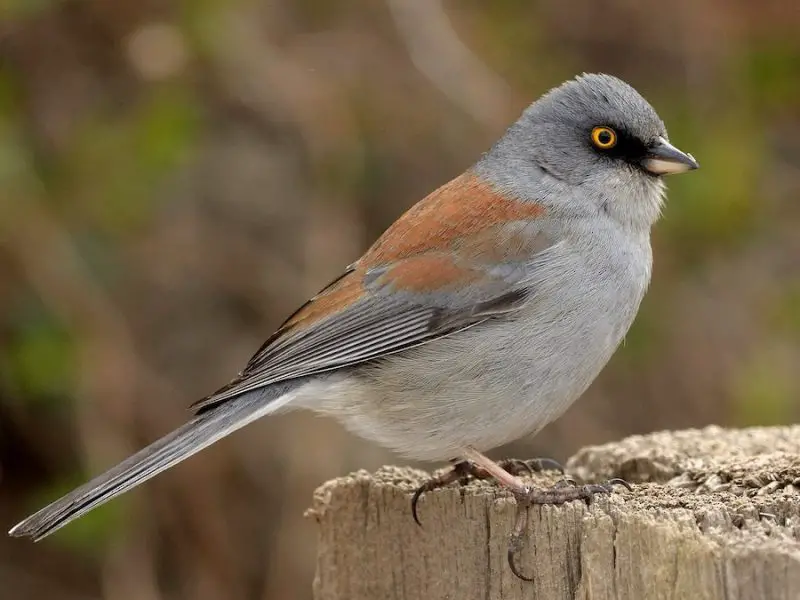 yellow-eyed-junco-800x600-1 Animals That Start With Y