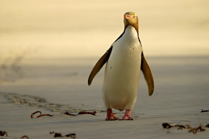yellow-eyed-penguin-800x532-1 Animals That Start With Y
