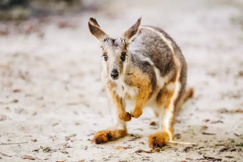 yellow-footed-rock-wallaby-800x533-1 Animals That Start With Y