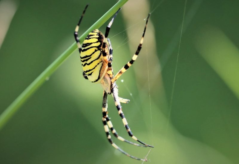 yellow-garden-spider-1-800x550-1 Spiders in Arkansas