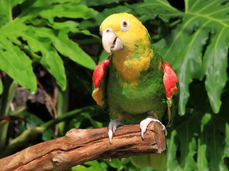 yellow-headed-amazon-800x600-1 Animals That Start With Y
