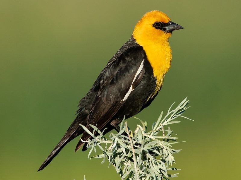 yellow-headed-blackbird-800x600-1 Animals That Start With Y
