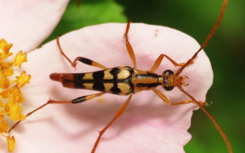 Yellow Beetles with Black Spots