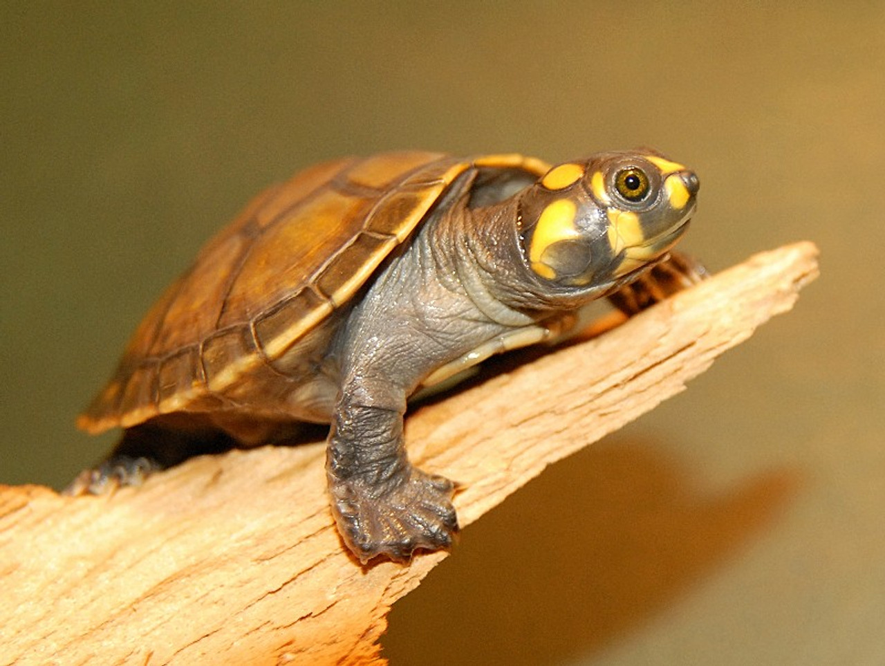 yellow-spotted-river-turtle Animals That Start With Y
