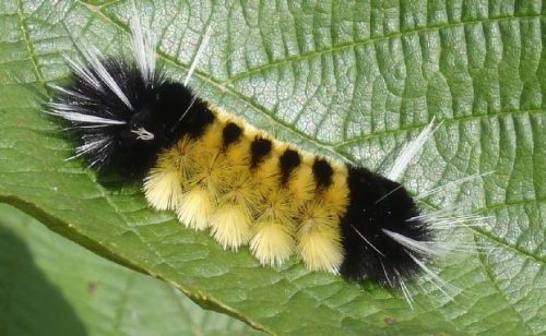 20 Types of Arizona Caterpillars (With Pictures)